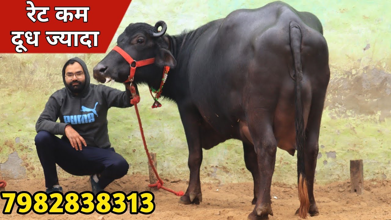 रेट कम दूध ज्यादा, ताजा ब्याई दो झोटिया || Kodan Dairy Farm, Jhajjar (7982838313)