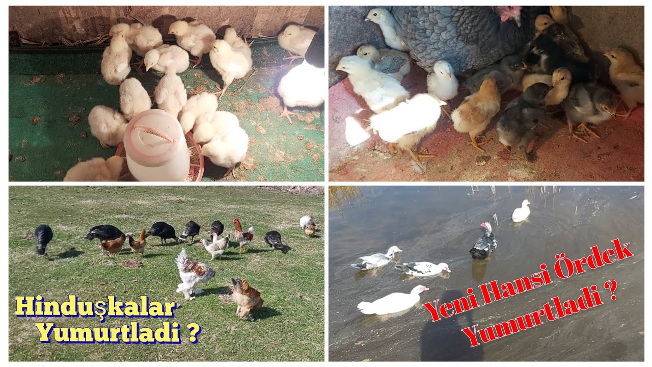 Cücelerin Inkisafi Necedi❓Hinduşkalarin Ve Ördeklerin Son Durumu❗