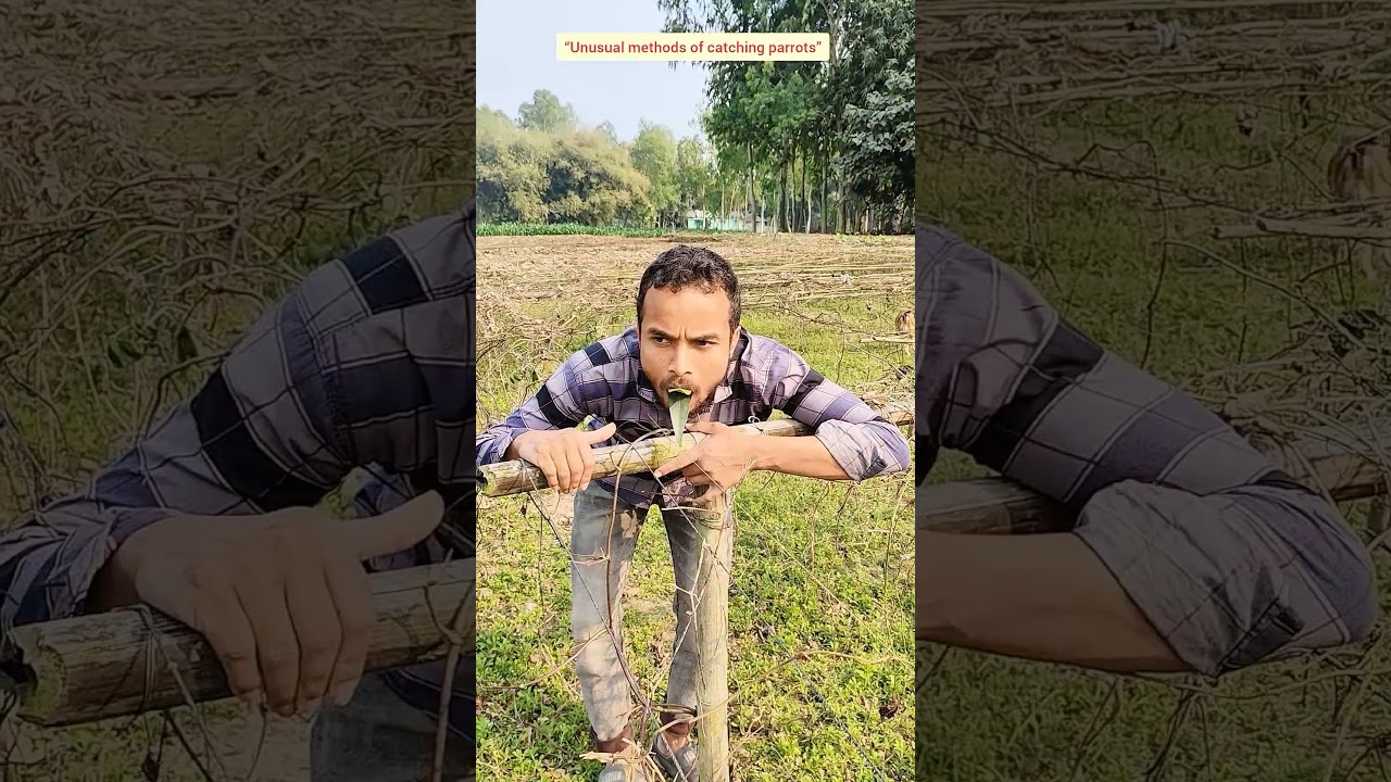 &ldquo;Unusual methods of catching parrots&rdquo; #comedy #funny #birds