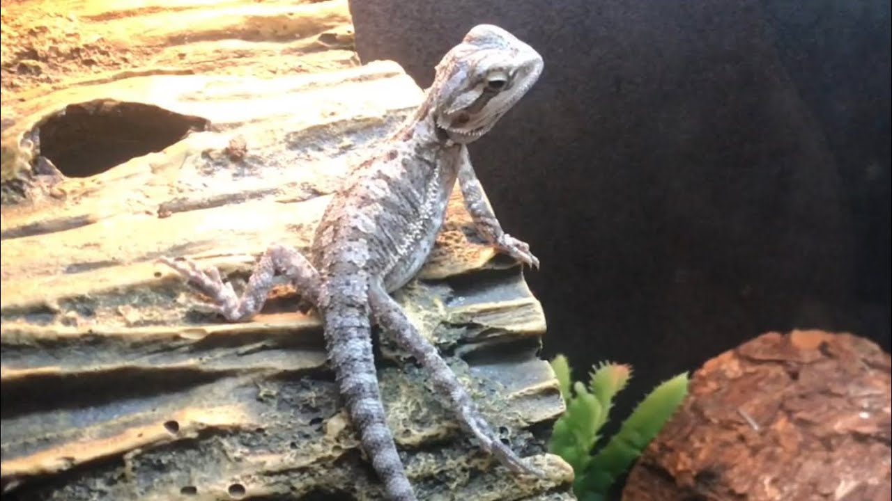LEARNING the basics about bearded dragons (pogona vitticeps)