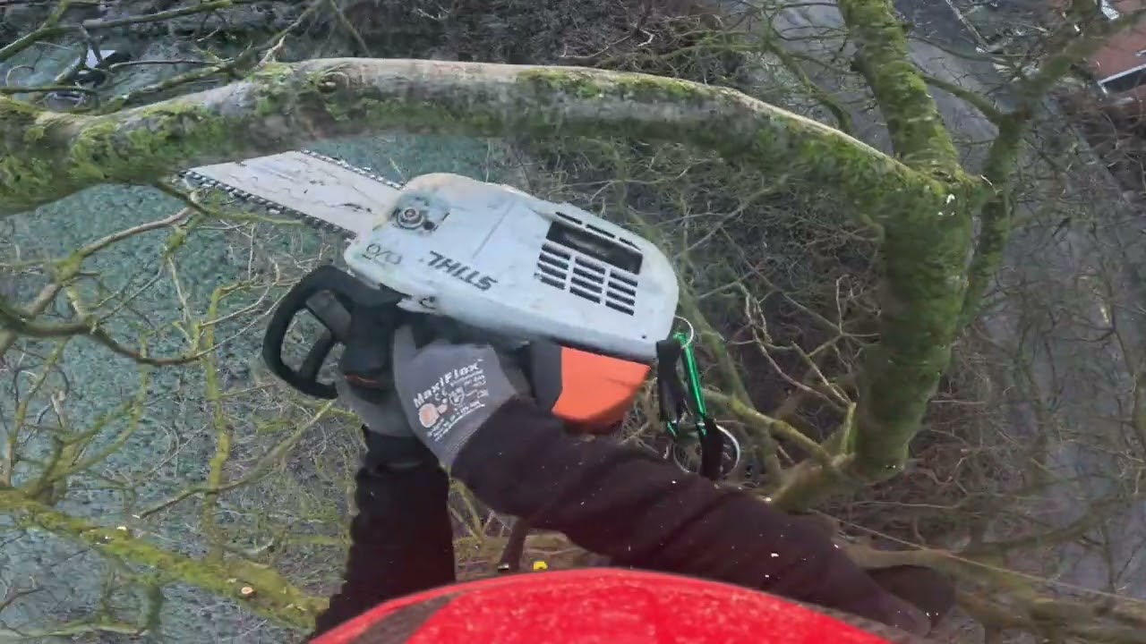 Taille sanitaire d’un noyer