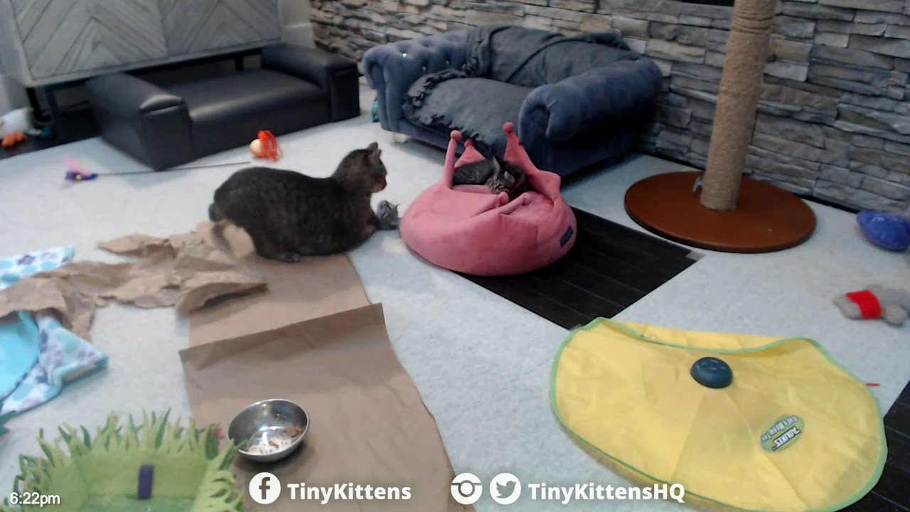 Lulu v. the Tail - TinyKittens.com