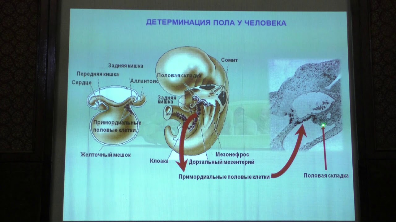 Ким А. И. - Генетика - 10. Детерминация пола. Патологии детерминации пола