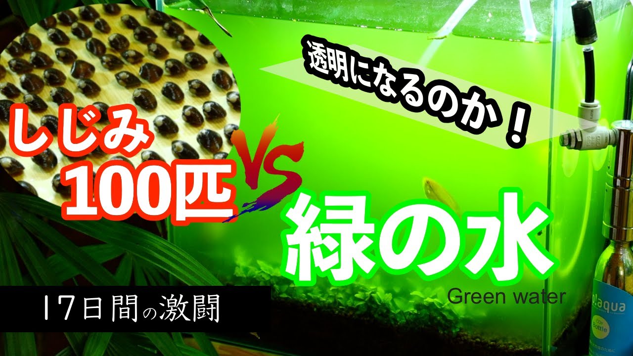 しじみ100匹VS濃いグリーンウォーター 17日間の変化 驚異の浄化能力