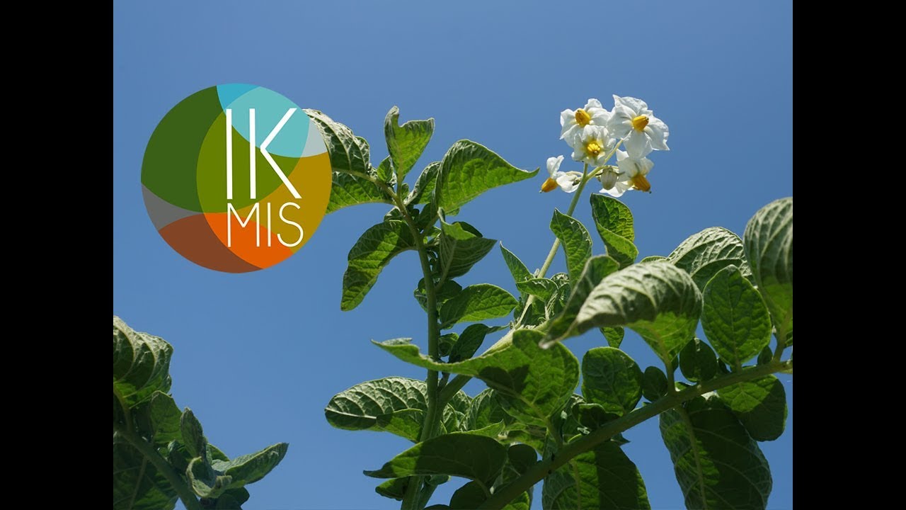 IKMIS 2018. Pasėlių stebėjimas &ndash; situacija &Scaron;iaurės Rytų  Lietuvoje
