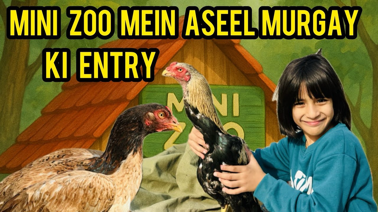 Mini Zoo Mein Nayab Nasal K Aseel Murga Ki Entry