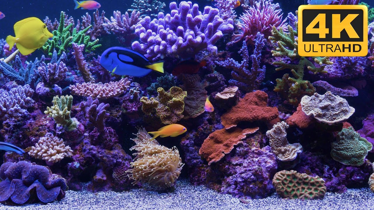 4K Fish Tank- Finding Nemo Aquarium - Finding Dory too 😉
