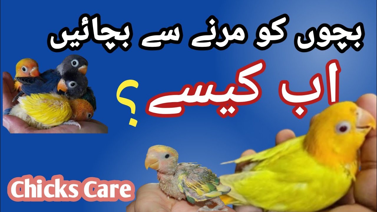 How to care for Lovebirds chicks | Decrease the mortality rate of your chicks #love4birds