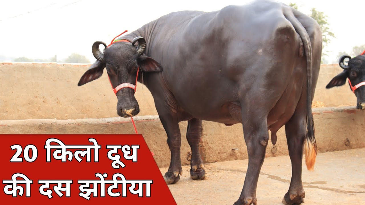 बिहार सांसद ने खरीदी 20 किलो दूध की दस झोटिया, एक ही जगह से | Kaswan Dairy Farm (8816966110)