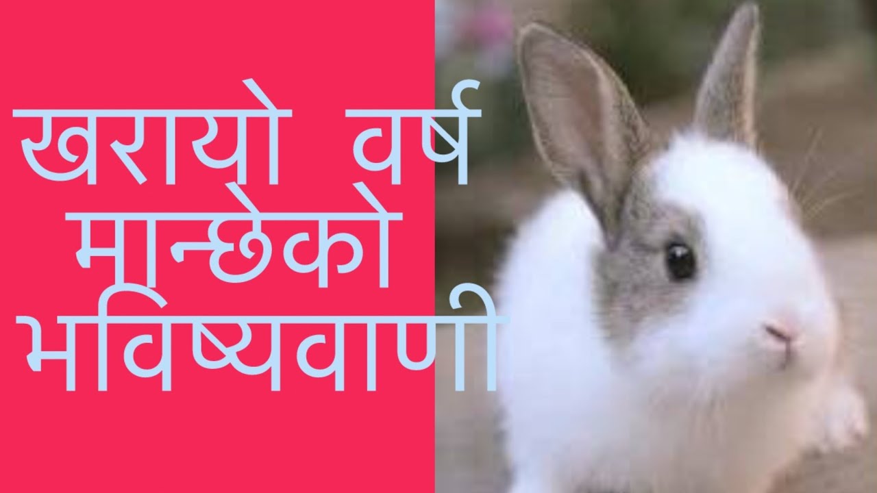Nature and prediction of Rabbit 🐇 year people #ask to Buddhist astrologer