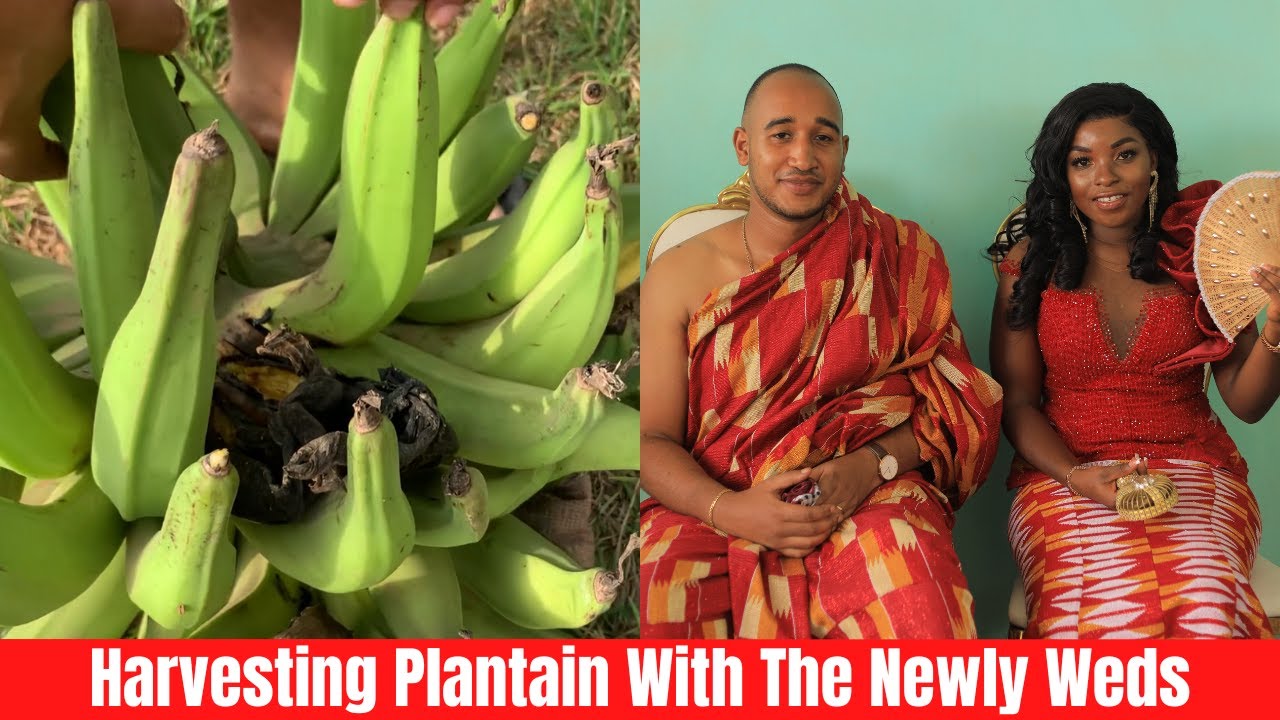 Plantain Harvest With The Newly Wedded Couple In Our Garden In Kumasi, Ghana.
