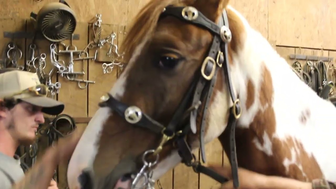Instruction how to use Check Rein on Horse from McNatt Farms