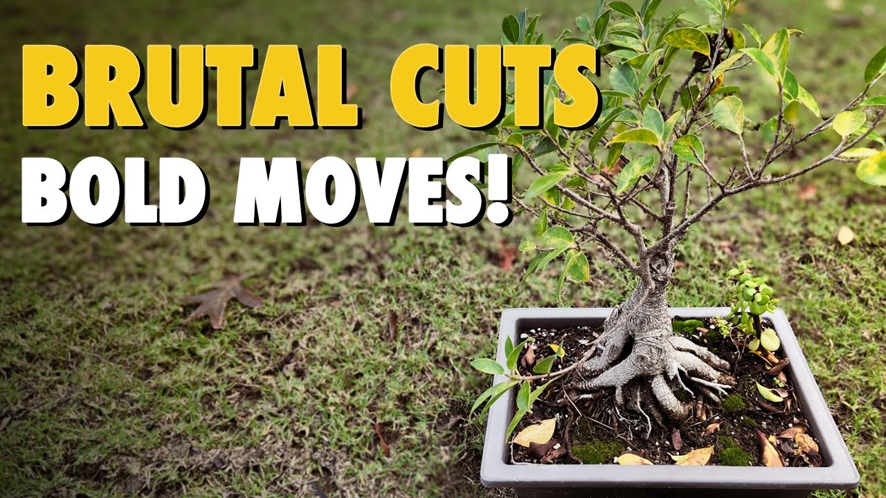 Tiger Bark Ficus Bonsai Pruning & Repotting Pt 2 Transforming Into New Shape (Microcarpa Retusa)