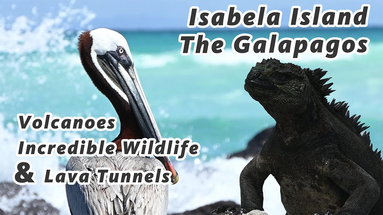 Exploring Tortuga Bay & Snorkeling with Sharks in Isabela | Galápagos Adventure