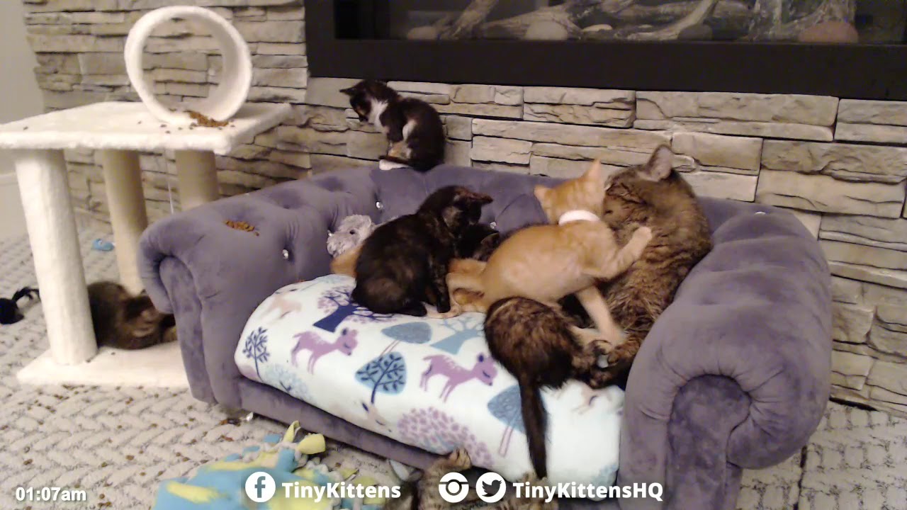 Grandpa Mason loves his new kittens!  TinyKittens.com