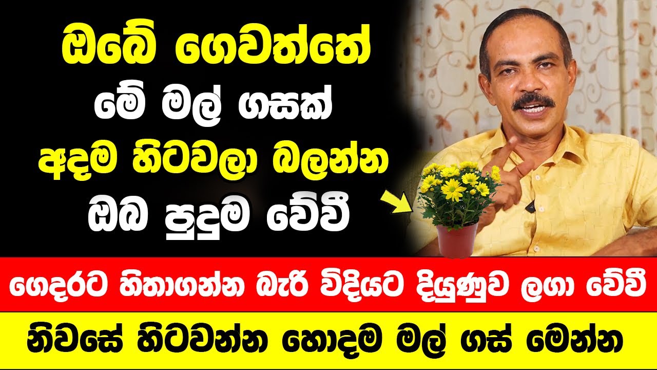 ඔබේ ගෙවත්තේ මේ මල් ගස් වලින් එකක් හරි අදම හිටවන්න | හිතාගන්න බැරි විදියට දියුණුව ලගා වේවී