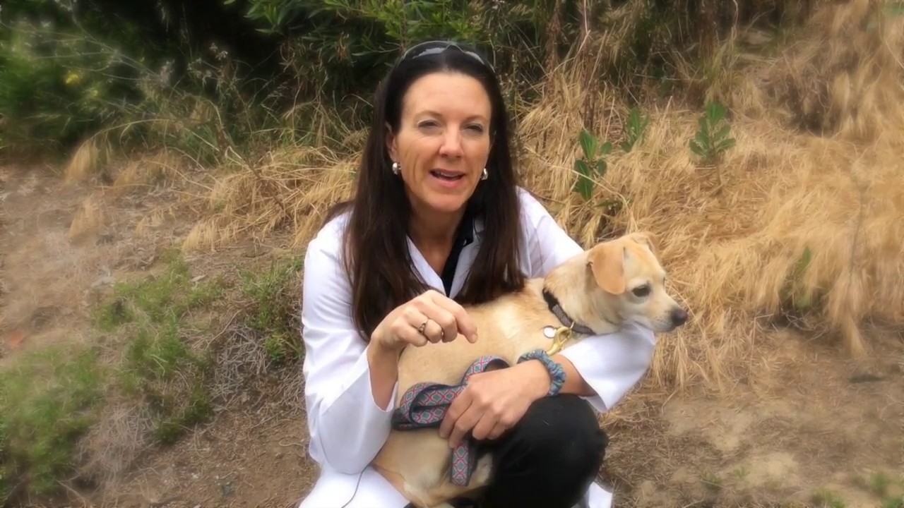 The Dangers of Foxtails and Your Dog