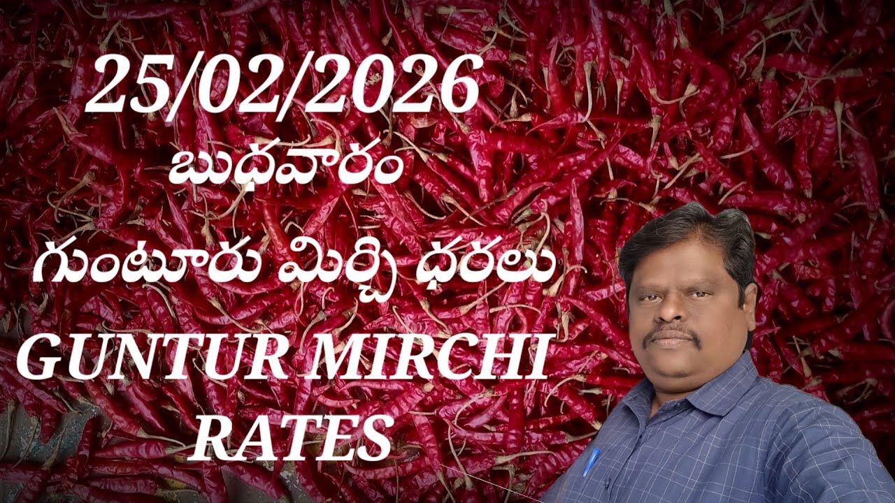 25 February 2026 GUNTUR MIRCHI MARKET RATES గుంటూరు మిర్చి మార్కెట్ ధరలు 