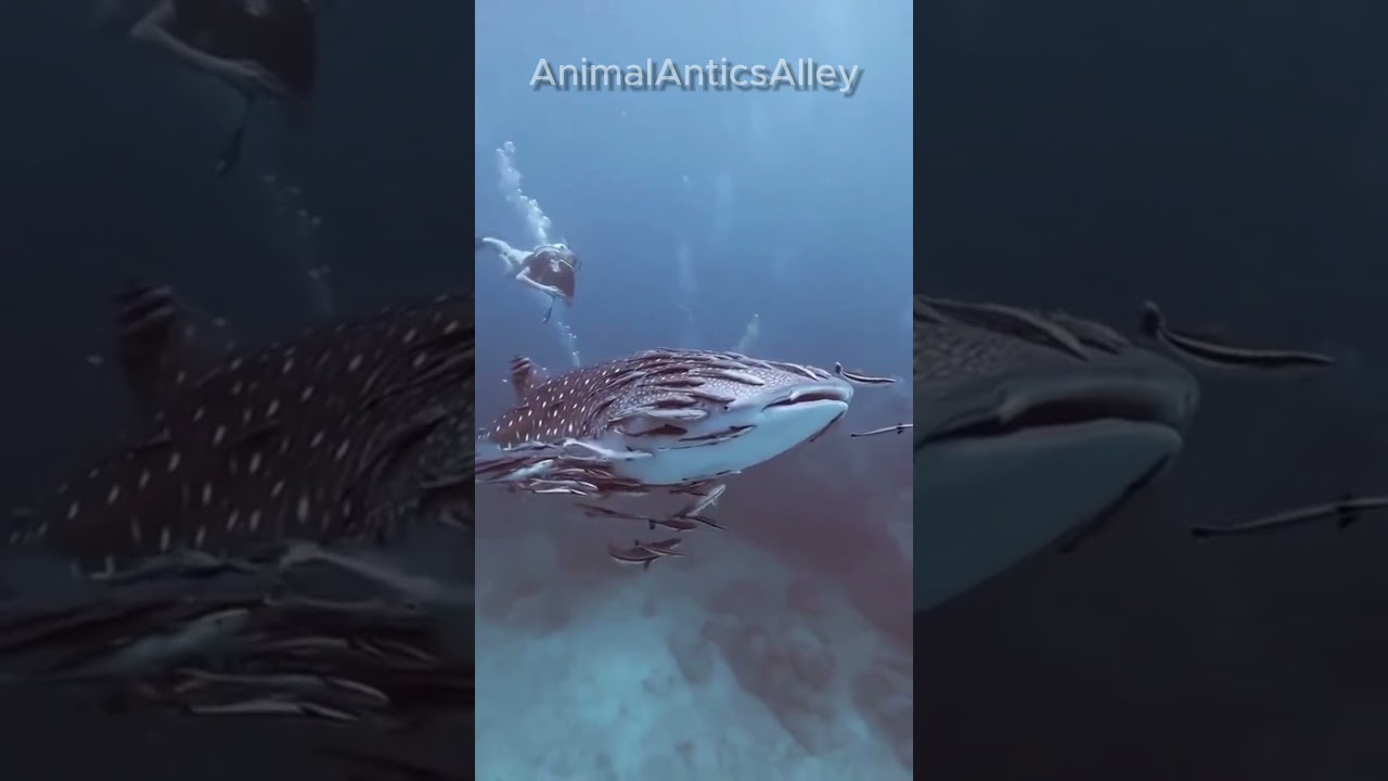 CUTEST ANIMALS #animals