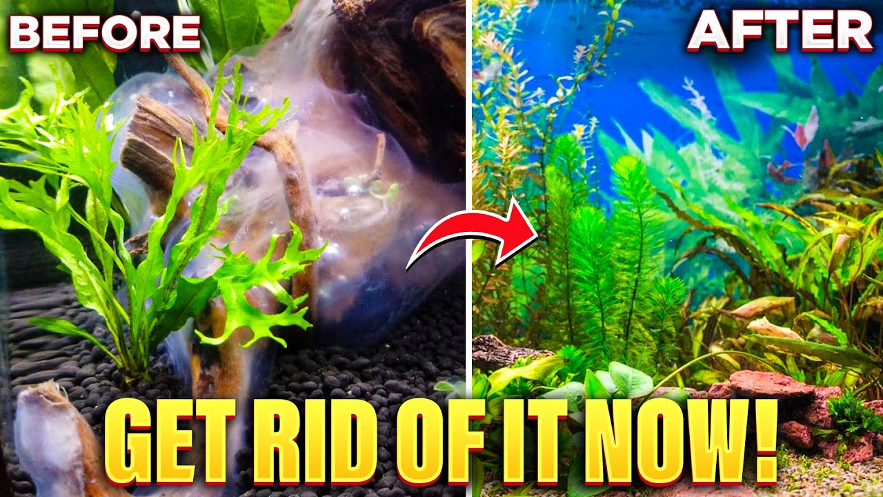 How To Get Rid Of White Algae In Your Aquarium (Quick & Easy)