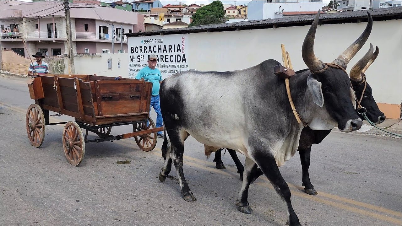 100 Carros De Boi Atravessando A Cidade Santa Rita De Caldas Mg