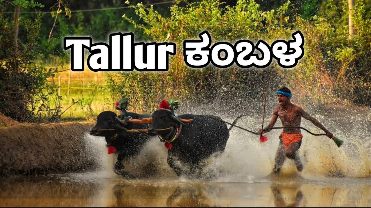 Tallur ಕಂಬಳ 🤩|| ಇವತ್ತು ಯಾವ vloger ಸಿಕ್ಕಿದ್ರು ಗೊತ್ತಾ??