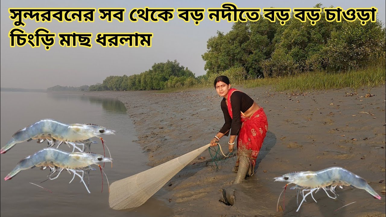 সুন্দরবনের সব থেকে বড় নদীতে বড় বড় সাইজের চাউরা চিংড়ি মাছ পরল || Nandita Sundarban life 