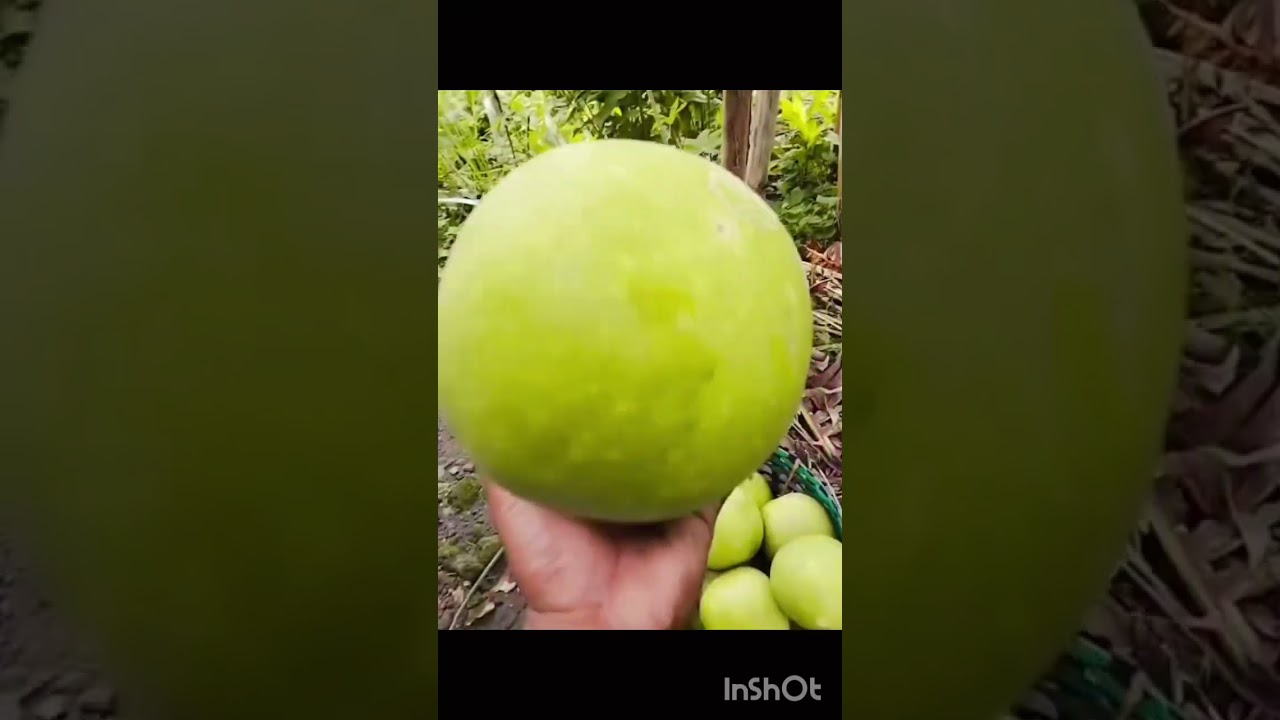 Памело и Джерби из Индонезии 🇮🇩 #sobatfruits83