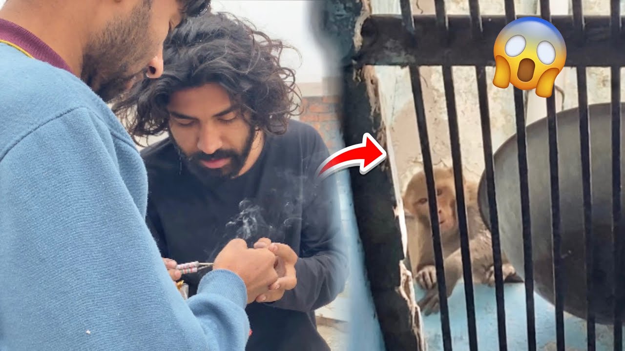 Subha Subha Bander 🐒Ghar Main Ghus Gaye 😱|| Neeriya Vlog