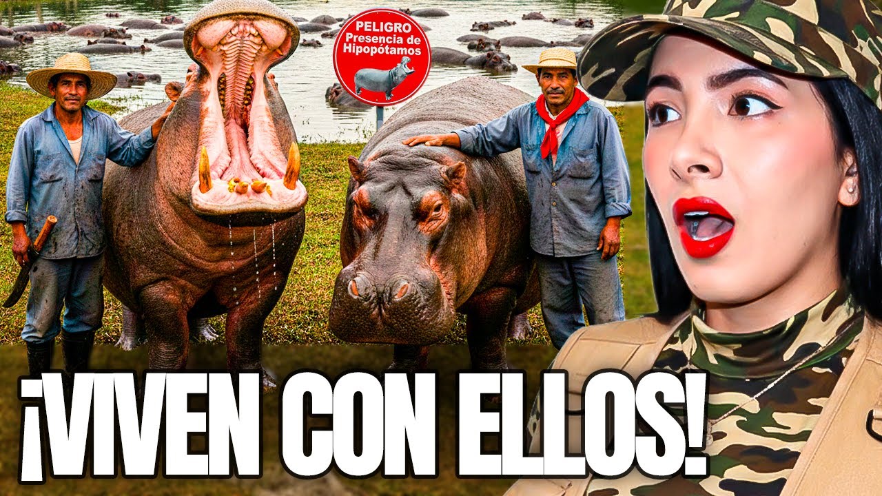 El pueblo INVADIDO por HIPOPÓTAMOS salvajes en COLOMBIA