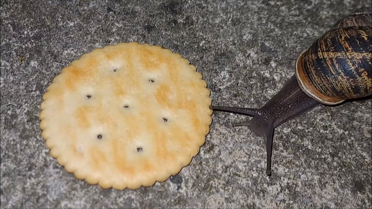 Snail Eating Ritz Cracker But There&rsquo;s Doom Music