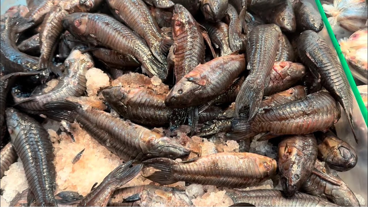 Fish world on liberty Avenue little Guyana