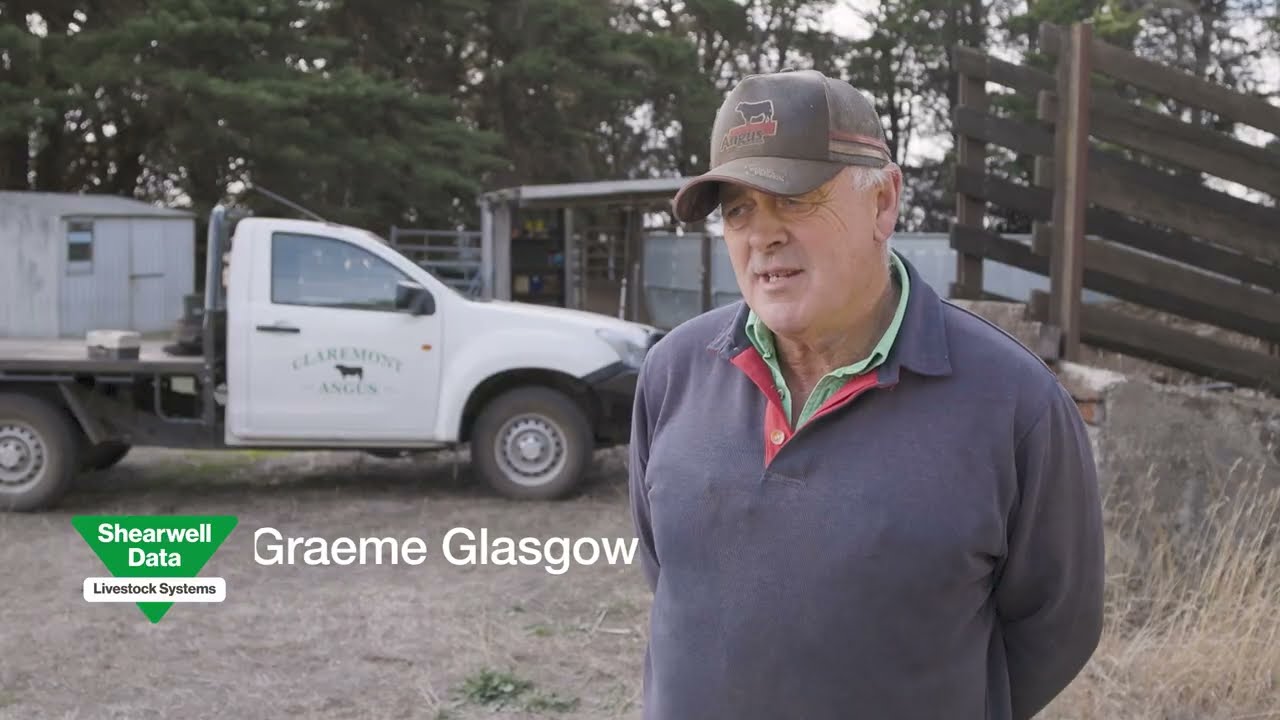 Graeme Glasgow from Claremont Angus Shares His Experience with BOS Tags (AUS)