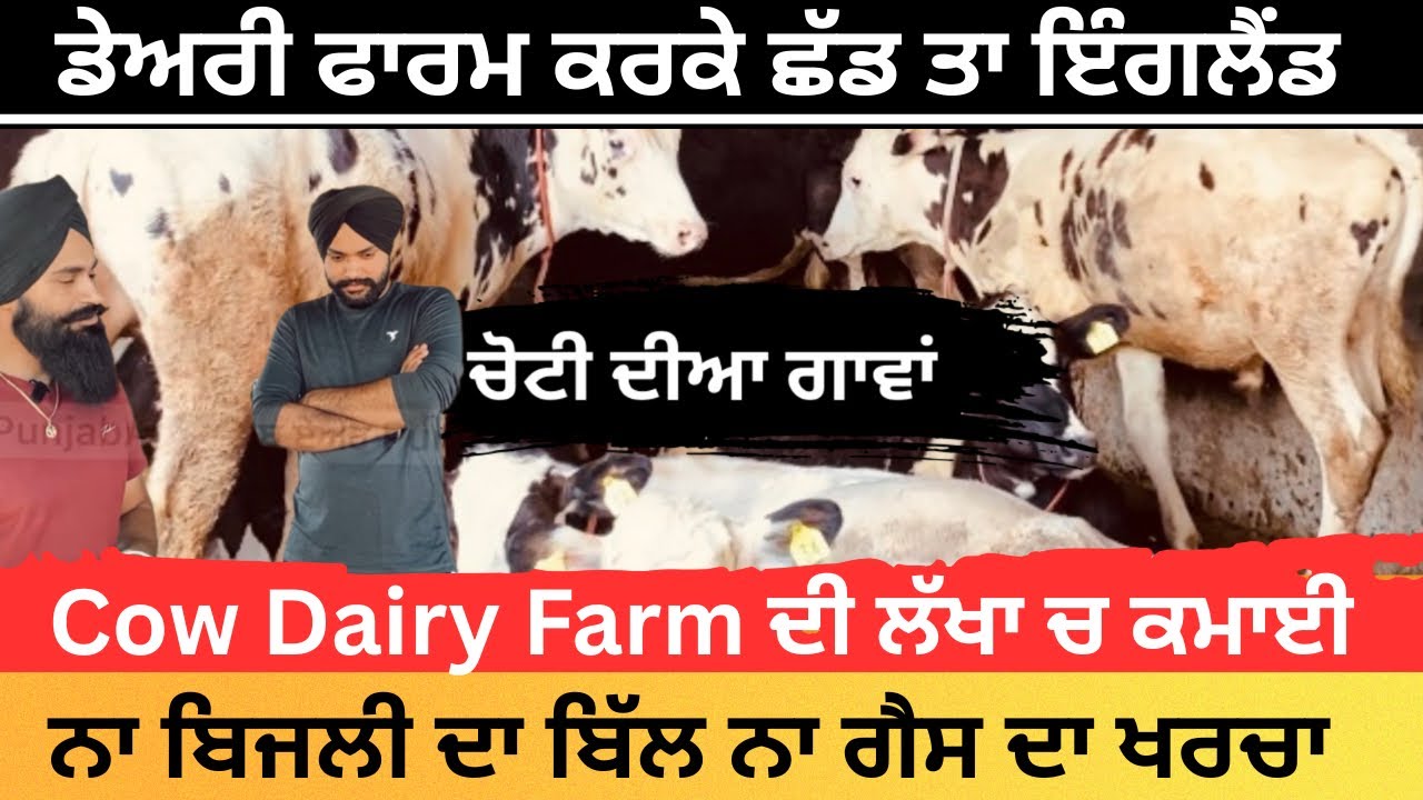 Dairy farming ਵਿੱਚ ਕਰੋੜਾ ਚ ਕਮਾਈ High tech dairy farming ਕਿਵੇ ਕਰੀਏ, ਕਿੱਥੋ ਖਰੀਦੀਏ ਮੱਝਾਂ ਗਾਵਾਂ।cow sale