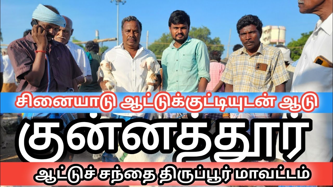 குன்னத்தூரில் அதிக அளவில்// சினையாடுகள் ஆடு குட்டியுடன் ஆடு// வந்தது#குன்னத்தூர்ஆட்டுச்சந்தை #goat 