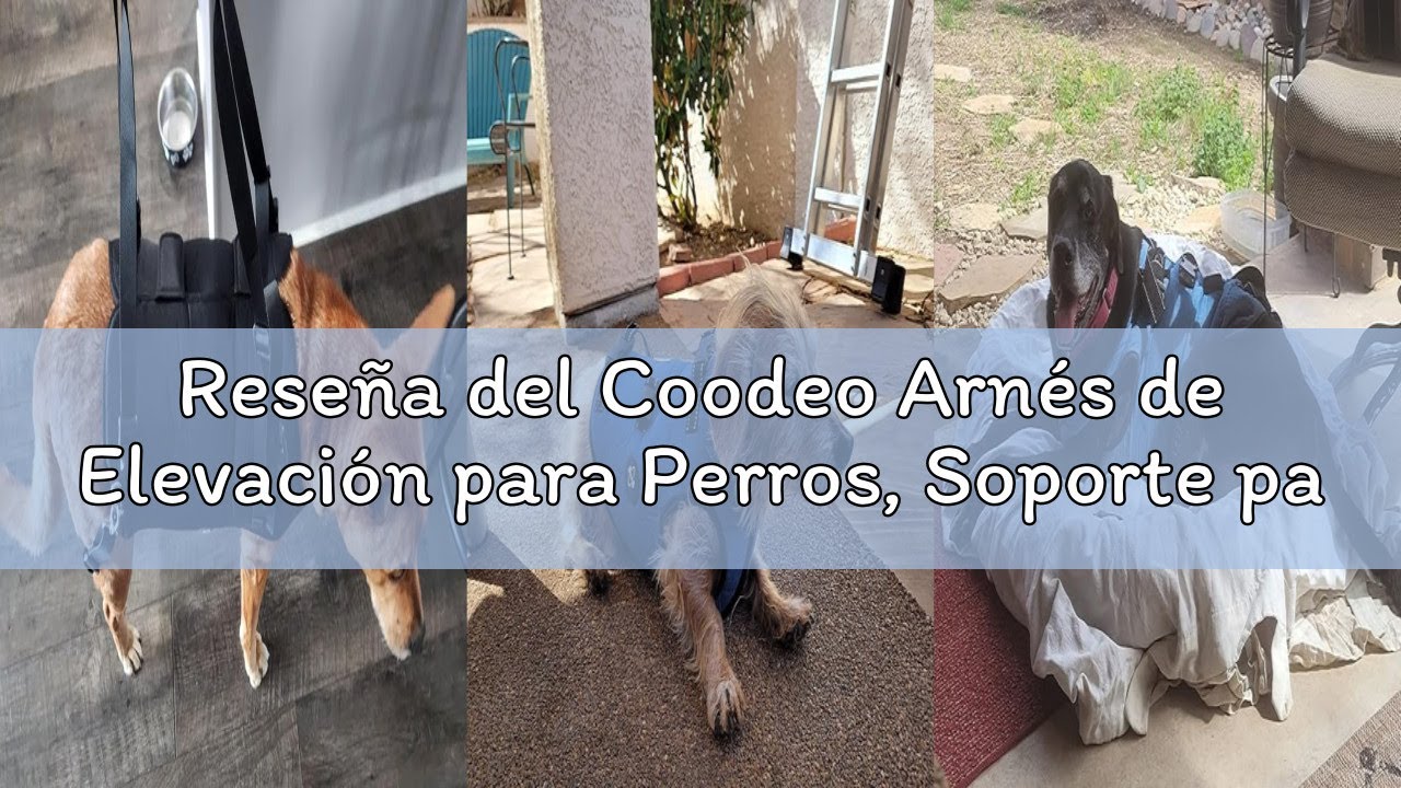Reseña del Coodeo Arnés de Elevación para Perros, Soporte para Mascotas Y Rehabilitación. Correas Tr