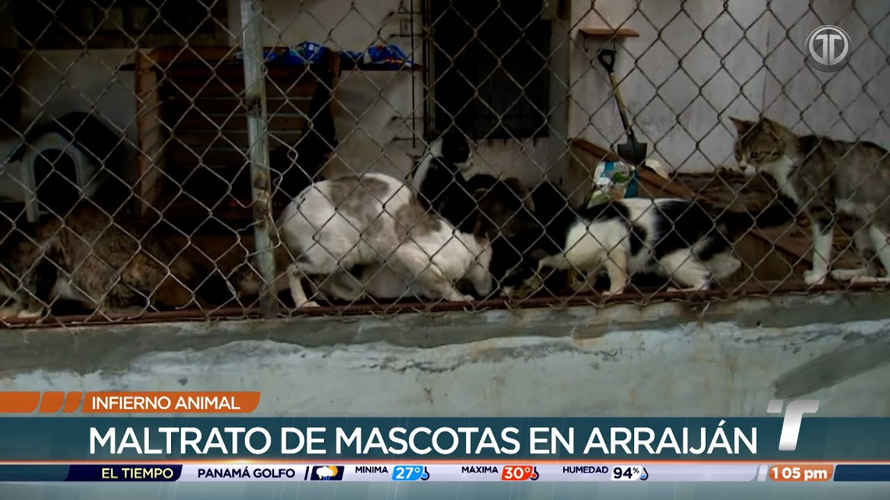 Encuentran a más de 200 gatos y perros en albergues clandestinos