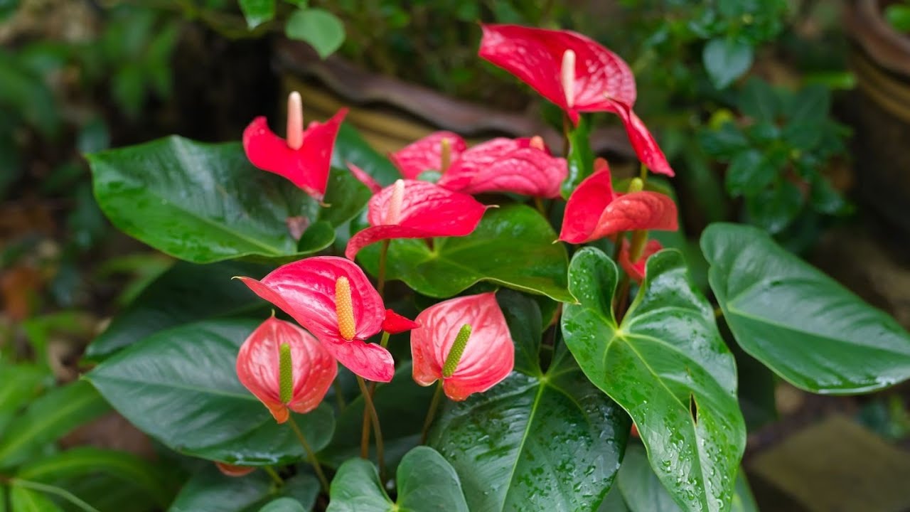 Kişi xoşbəxtliyi , Anthurium , flamingo  gülü haqda ətraflı məlumat @AqibOsmanlı1994