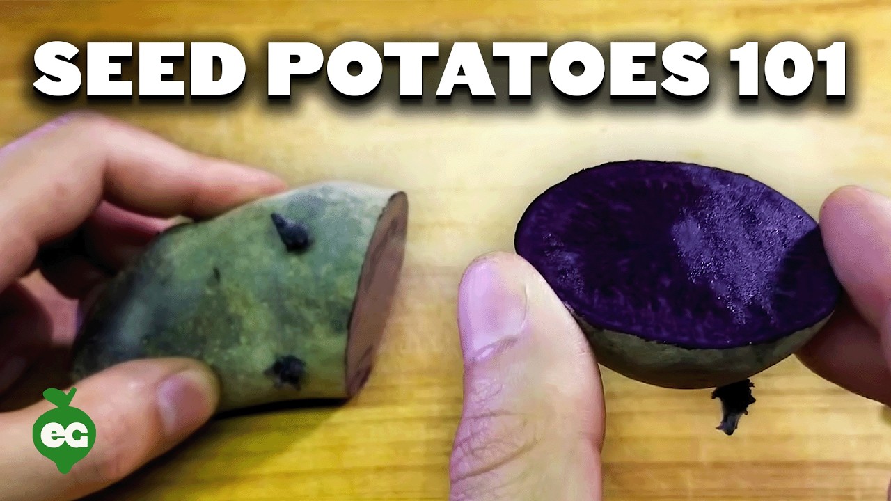 Seed Potatoes 101: How To Prepare Potatoes For Planting!