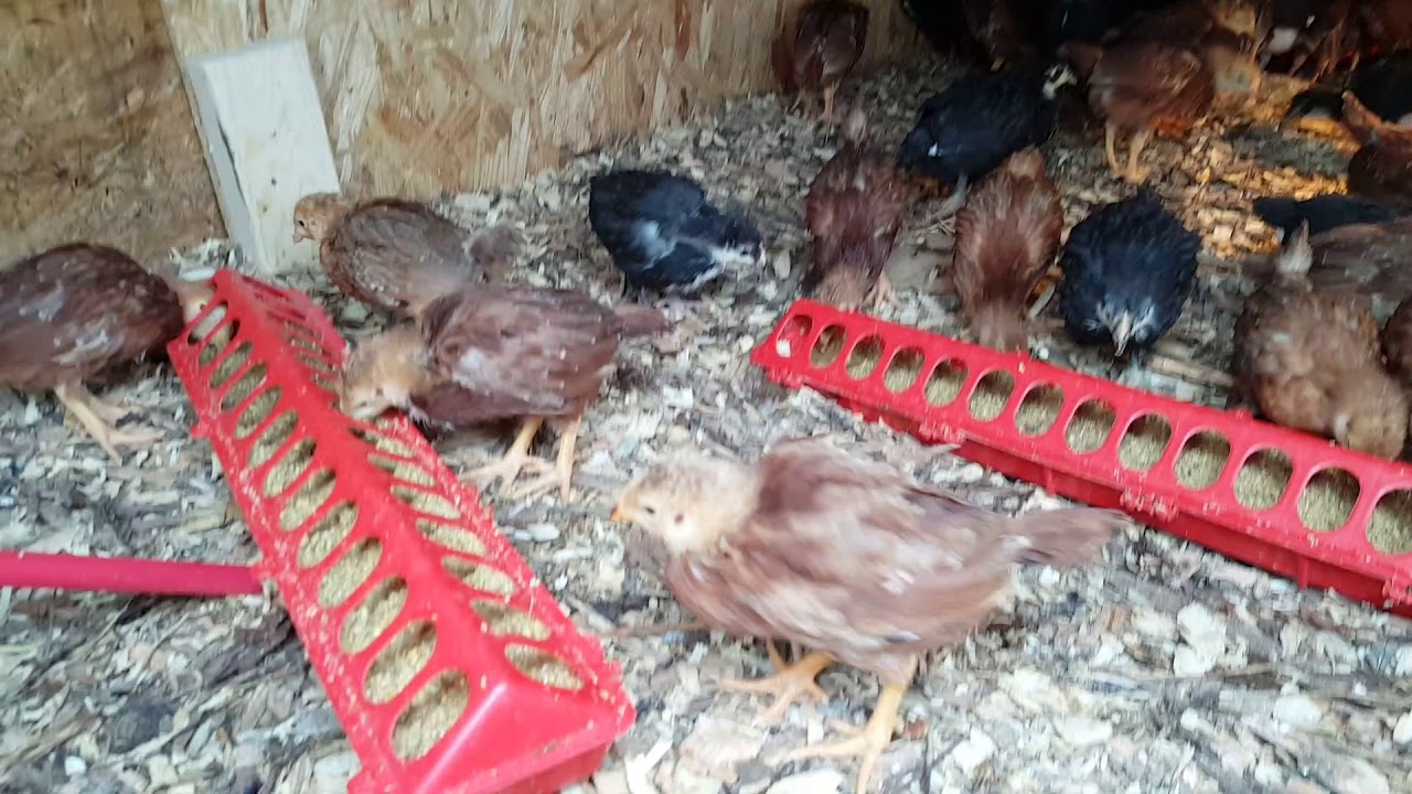 How I'm brooding 150 chicks in single digit temperatures OUTSIDE!