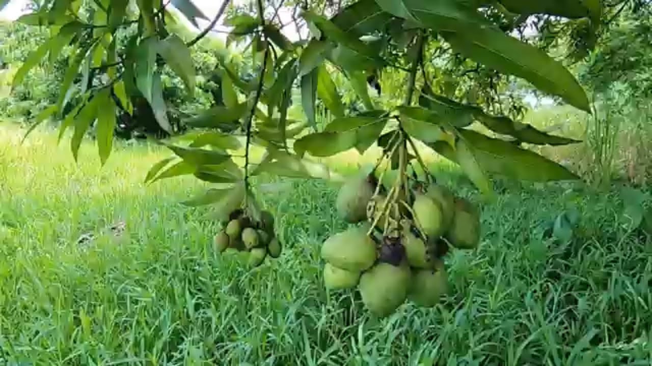 Walking congomah pass through brook to park POV Mauritius ASMR