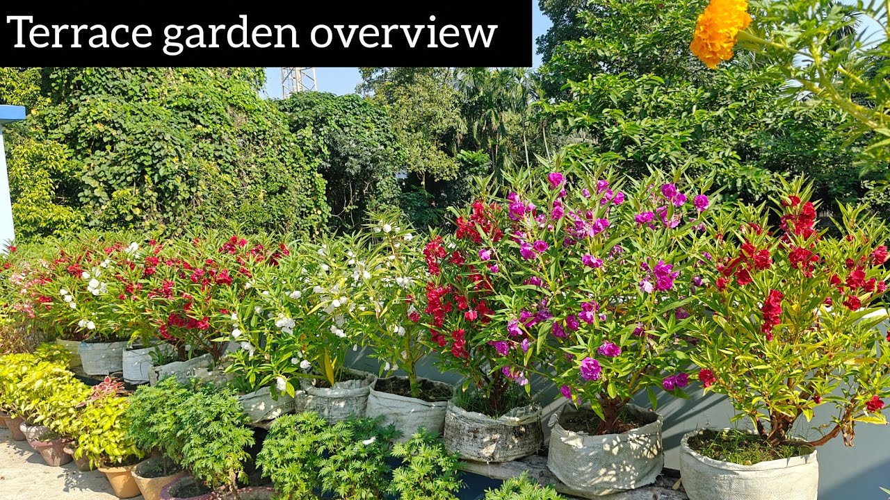 My Terrace Flower Garden | Flower Garden Overview | Flower Garden in Rooftop #flowergarden #flowers