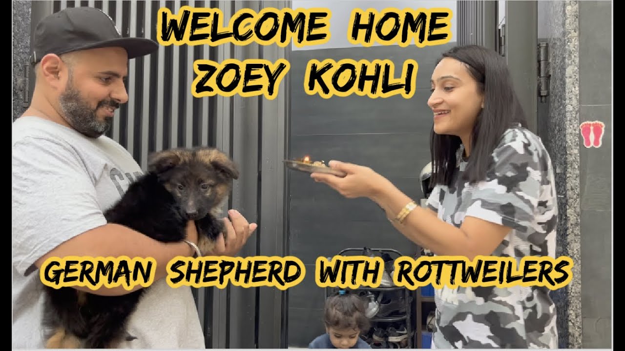Welcome Home Zoey Kohli: Introducing a New Pet | German Shepherd And Rottweilers of Namitaology