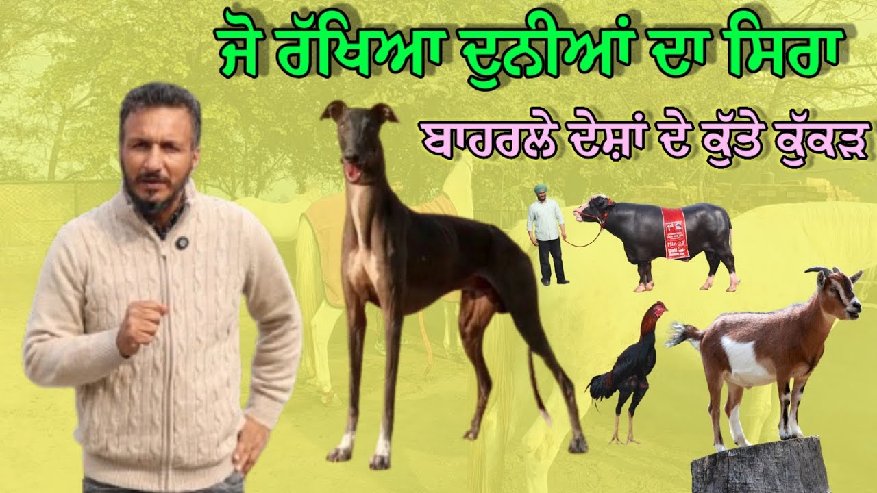 ਜਾਨਵਰ ਦੇਖੋ ਬਾਈ ਦੇ ਘਰੇ ਪਾਲੇ,, ਚਿੜੀਆਘਰ ਈ ਬਣਾਇਆ ਪਿਆ,, ਜੋ ਰੱਖਿਆ ਸਿਰਾ ਨਸਲ ਦਾ ਏ 