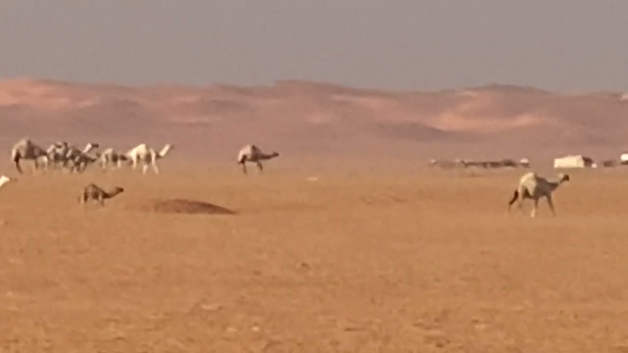 ‏أنا اشتري 