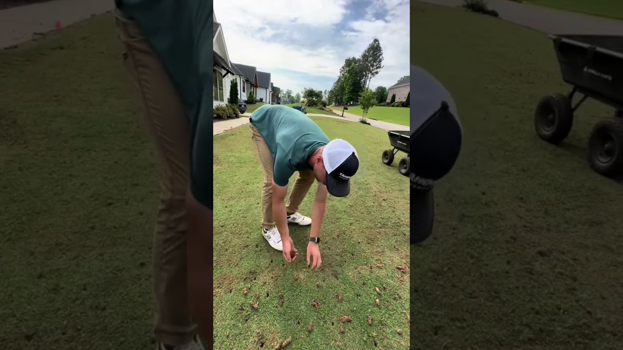 I&rsquo;m tearing it up! By core aerating it and making it better ⛳️&hellip; #bermuda #lawn #aerating #diy