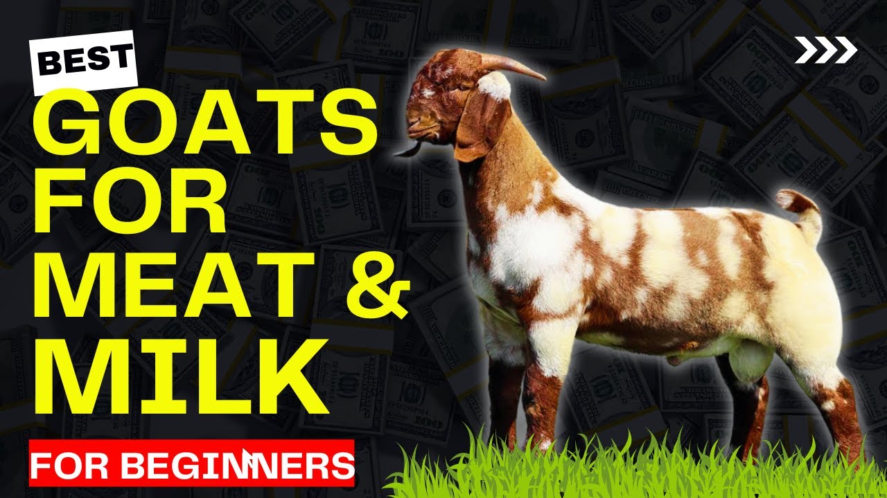 Top Goat Breeds For High Milk and Meat | Choosing the Perfect GOAT Breed for Your Farm