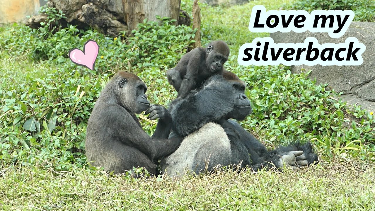 Gorilla mom Tayari liked to stay around D'jeeco / 大猩猩媽媽Tayari喜歡待在老公旁邊😍