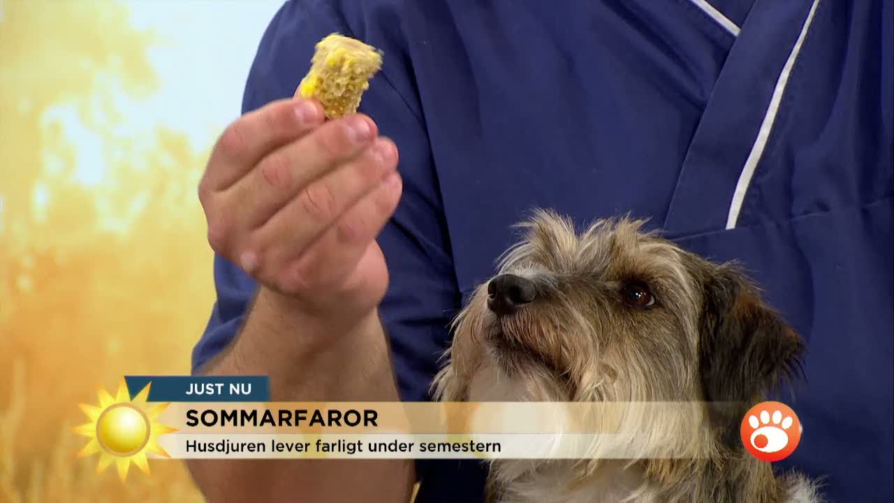 Majskolven kan kosta hunden livet - Nyhetsmorgon (TV4)