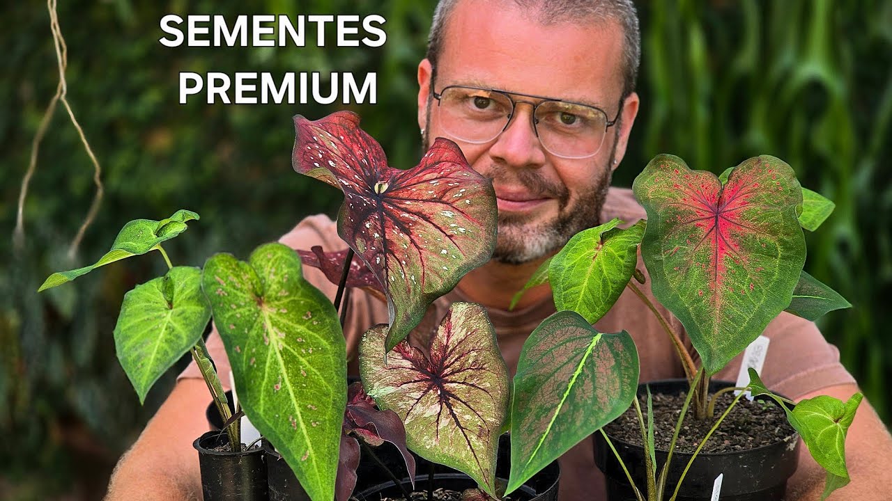 SEMENTES PREMIUM CALADIUM!  COLEÇÕES 25/26 WhatsApp 32998563551 ✨️🤲☀️☀️☀️